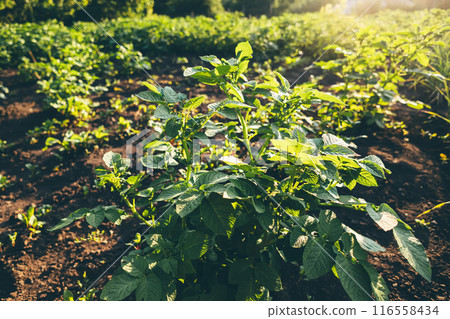 potato plantations grow in the field. vegetable rows. farming, agriculture. 116558434