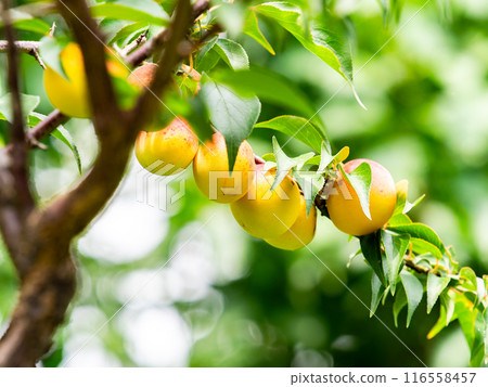 A beautiful view of early summer Plum fruit with a sweet scent A beautiful view of early summer Plum fruit with a sweet scent 116558457