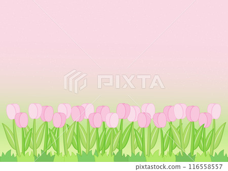 little tulip field background 116558557