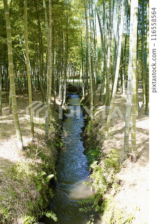 Waterway in the bamboo forest 116558564