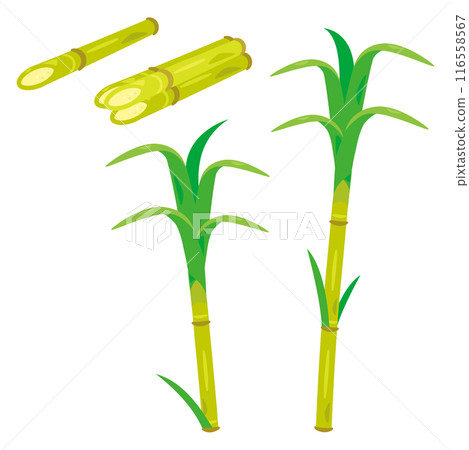 甘蔗 116558567