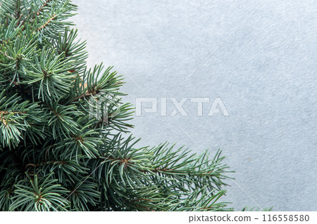Green tree branches. Christmas natural gray background copy space. 116558580
