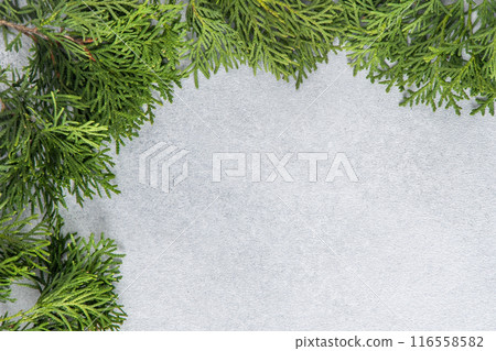 Green tree thuja branches. Natural gray background copy space. Green tree thuja branches. Natural gray background copy space. 116558582