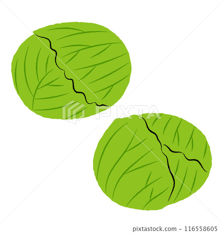 Simple cabbage illustration | Vector 116558605