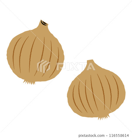 Simple onion illustration | Vector Simple onion illustration | Vector 116558614