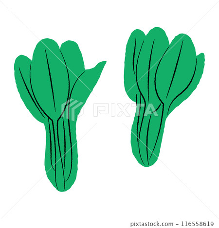 Simple illustration of komatsuna | Vector 116558619