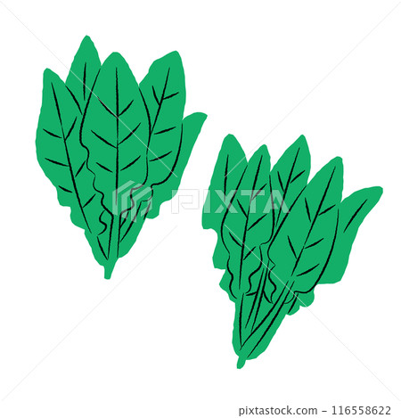 簡單的菠菜插圖|向量 116558622