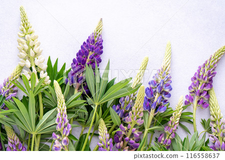 Lupine flowers. Purple and pink bud. 116558637