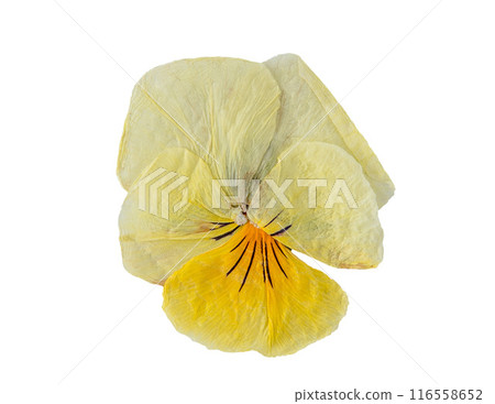 Dried flower Pansy isolated bud Dried flower Pansy isolated bud 116558652