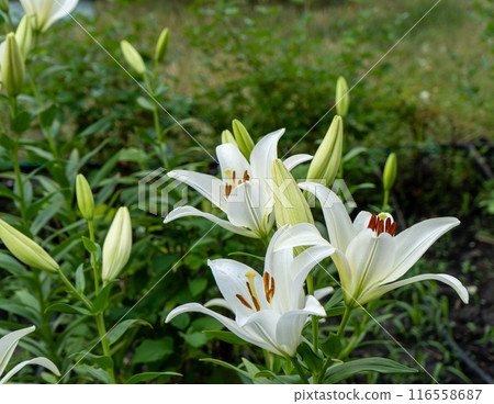 White lily flowers. Bud in the garden. Grow a bush of lilies. Petals, bud and leaves of a flower. Nature background. Summer flowers. 116558687