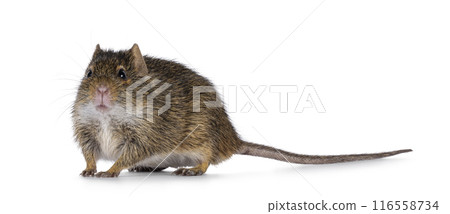 Neumanns grass rat on white background Neumanns grass rat on white background 116558734