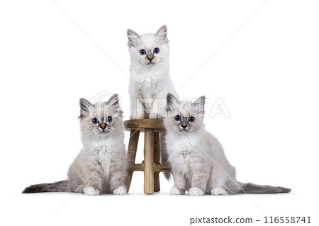Birman kittens on white background Birman kittens on white background 116558741