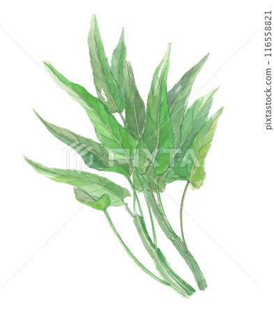 Watercolor painting of water spinach Watercolor painting of water spinach 116558821