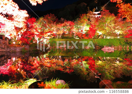 [京都府]對稱永觀堂多寶塔與紅葉點燈（特別夜景） 116558886