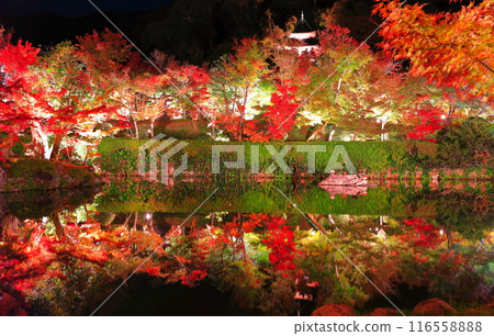[Kyoto Prefecture] Symmetrical Eikando Tahoto Pagoda and autumn leaves illuminated (special night viewing) 116558888