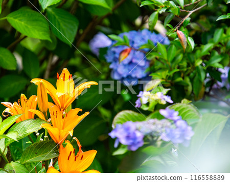 美麗的橙色百合和繡球花 116558889