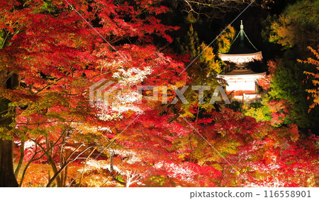 [京都府]永觀堂多寶塔與紅葉點燈（特別夜景） 116558901