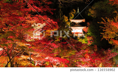 [Kyoto Prefecture] Eikando Tahoto Pagoda and autumn leaves illuminated (special night viewing) 116558902