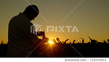 Silhouette of a farmer inspecting corn sprouts at dusk. 116558931