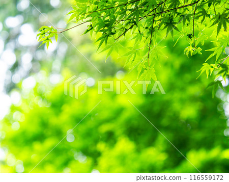 Beautiful new green leaves of maple trees Beautiful new green leaves of maple trees 116559172