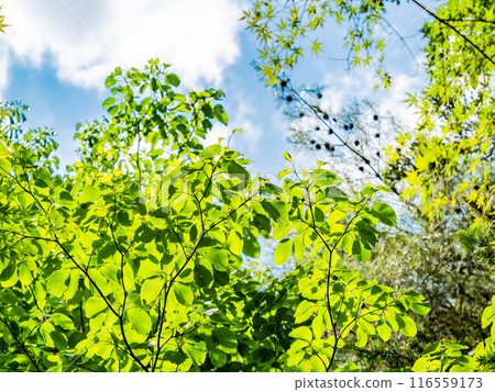Fresh fresh green and blue sky Fresh fresh green and blue sky 116559173