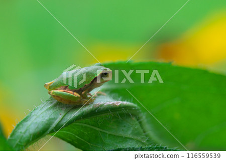 Rudbeckia flowers and tree frog Rudbeckia flowers and tree frog 116559539