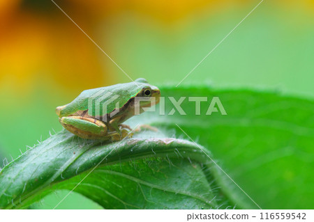 Rudbeckia flowers and tree frog Rudbeckia flowers and tree frog 116559542