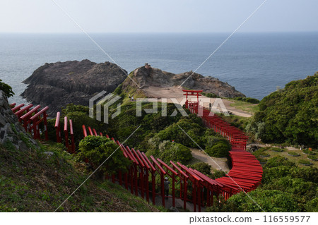Torii在前Nogami神社 Torii在前Nogami神社 116559577