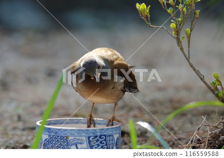 來到花園的鳥：白腹鳥 116559588