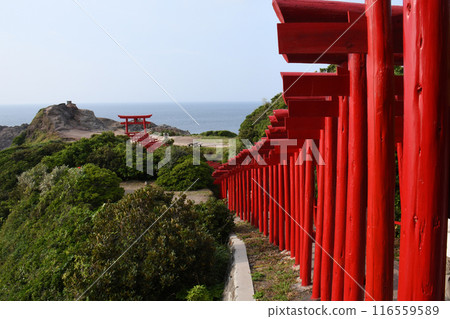 Torii在前Nogami神社 Torii在前Nogami神社 116559589