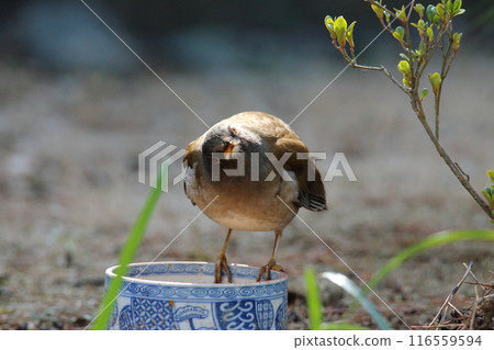 Birds that came to the garden: White-throated Sparrow, Birds that came to the garden: White-throated Sparrow, 116559594