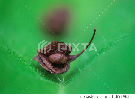 落在繡球花葉上的小堅果 落在繡球花葉上的小堅果 116559633