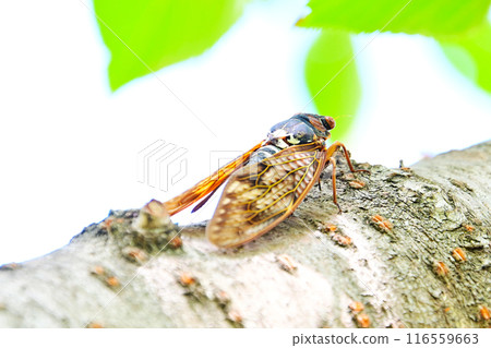 Brown cicadas perch on trees to avoid the summer sun Brown cicadas perch on trees to avoid the summer sun 116559663