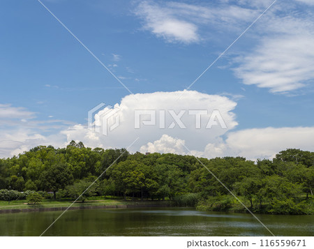 Summer blue sky and fresh greenery Summer blue sky and fresh greenery 116559671