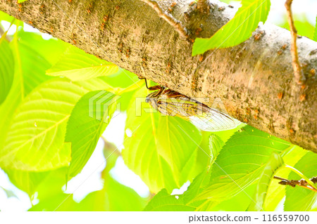 一隻棕色的蟬棲息在樹上，躲避夏天的陽光 116559700