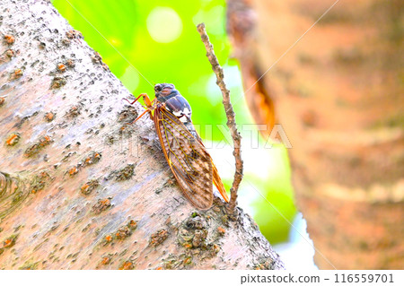 一隻棕色的蟬棲息在樹上，躲避夏天的陽光 116559701