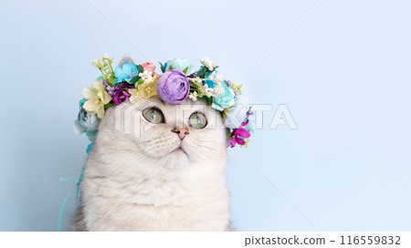 Close up of adorable white cat in flower wreath on head, sitting on light-blue background 116559832