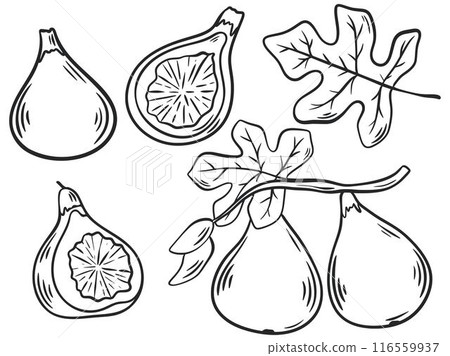 Figs hand engraving isolated vector illustration set Figs hand engraving isolated vector illustration set 116559937