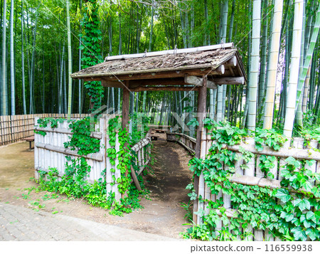 美麗的景色,在初夏的竹林新鮮的綠色和新芽和筍 美麗的景色,在初夏的竹林新鮮的綠色和新芽和筍 116559938