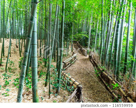 美麗的景色，在初夏的竹林新鮮的綠色和新芽和筍 116559959