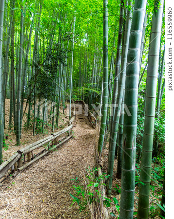 美麗的景色，在初夏的竹林新鮮的綠色和新芽和筍 116559960
