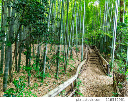 Beautiful view of bamboo forest in early summer Fresh green and new shoots and bamboo shoots Beautiful view of bamboo forest in early summer Fresh green and new shoots and bamboo shoots 116559961