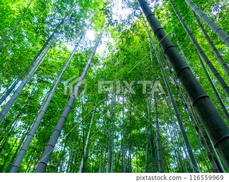 美麗的景色，在初夏的竹林新鮮的綠色和新芽和筍 116559969