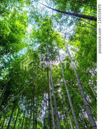 美麗的景色,在初夏的竹林新鮮的綠色和新芽和筍 美麗的景色,在初夏的竹林新鮮的綠色和新芽和筍 116559970