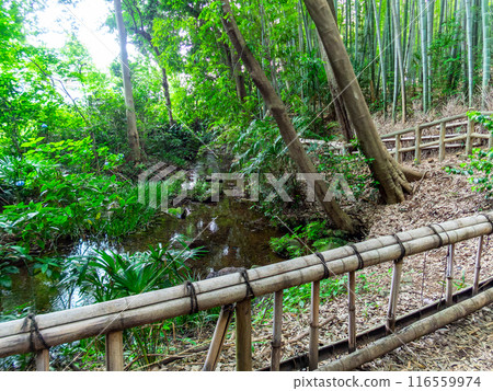 美麗的景色,在初夏的竹林新鮮的綠色和新芽和筍 美麗的景色,在初夏的竹林新鮮的綠色和新芽和筍 116559974