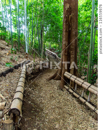 美麗的景色,在初夏的竹林新鮮的綠色和新芽和筍 美麗的景色,在初夏的竹林新鮮的綠色和新芽和筍 116559976