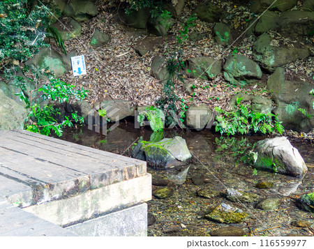 初夏竹林美景-東京57處名泉 初夏竹林美景-東京57處名泉 116559977