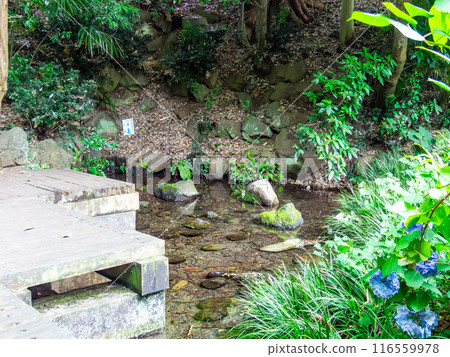 Beautiful bamboo forest scenery in early summer 57 famous springs in Tokyo Beautiful bamboo forest scenery in early summer 57 famous springs in Tokyo 116559978