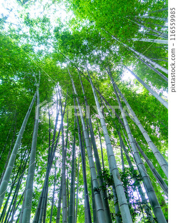 美麗的景色，在初夏的竹林新鮮的綠色和新芽和筍 116559985