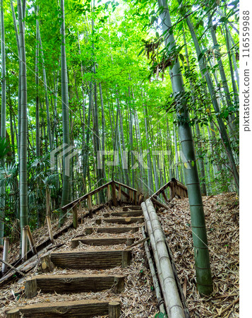 美麗的景色，在初夏的竹林新鮮的綠色和新芽和筍 116559988
